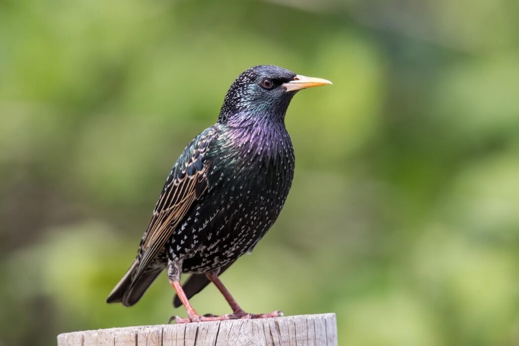 Starling