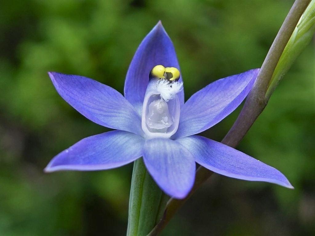 Sun_Orchid