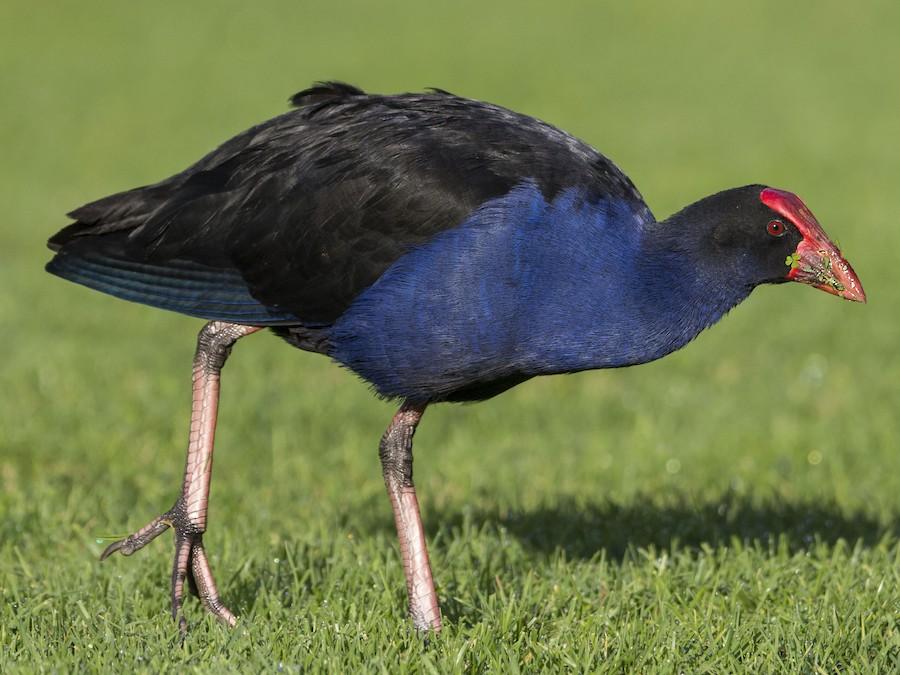 Swamphen