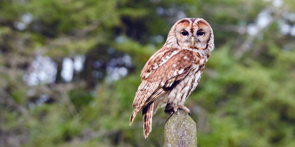 Tawny_Owl