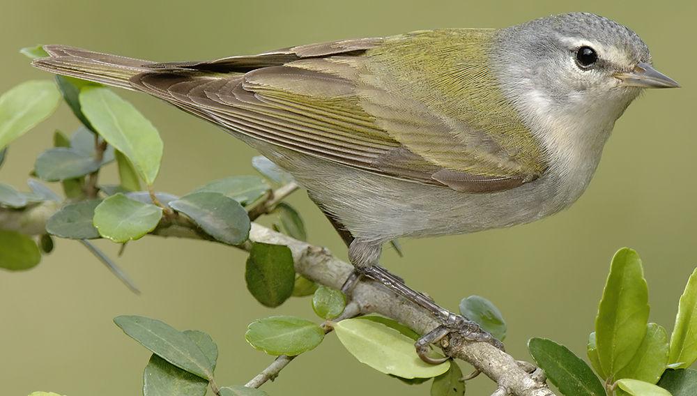 Tennessee_Warbler