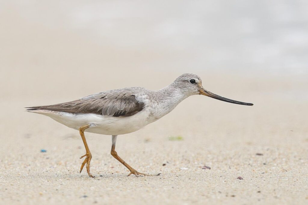 Terek_Sandpiper