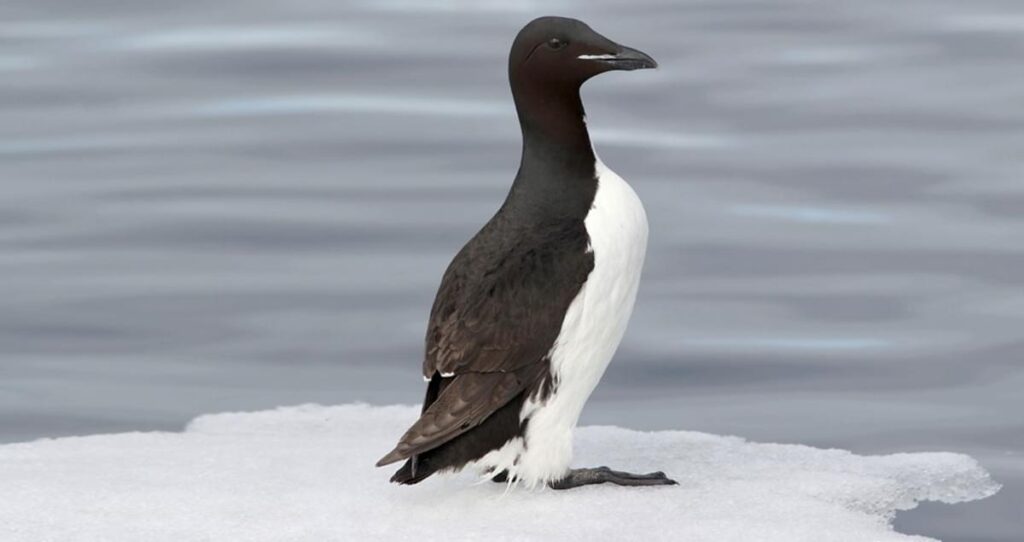 Thick-billed_Murre