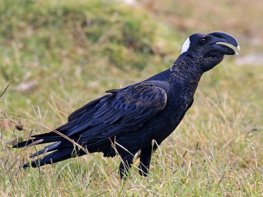 Thick-billed_Raven