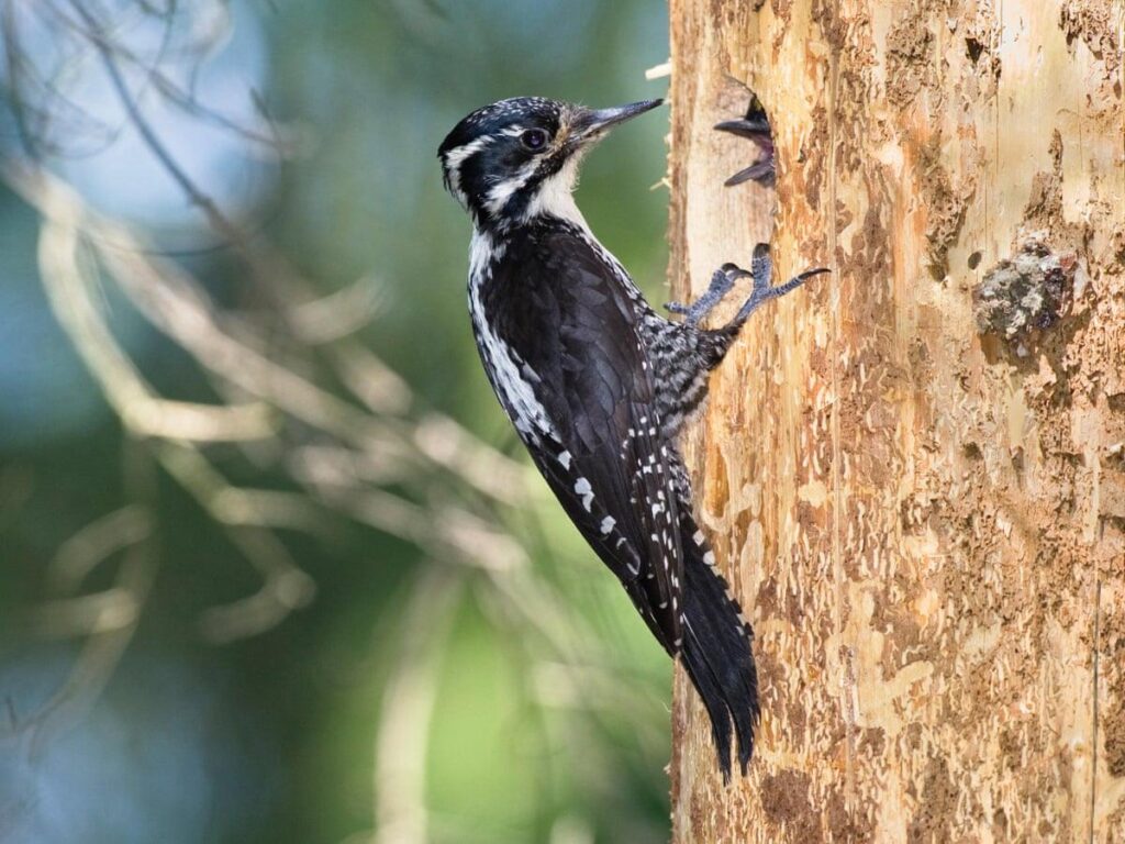 Three-toed_Woodpecker