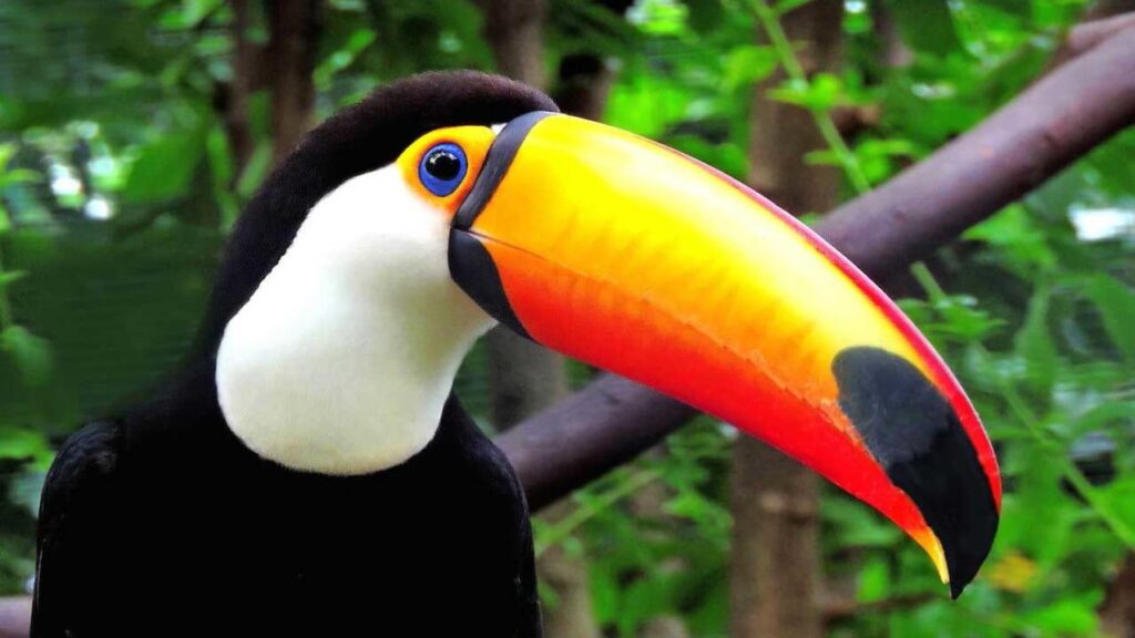 Toco_Toucan