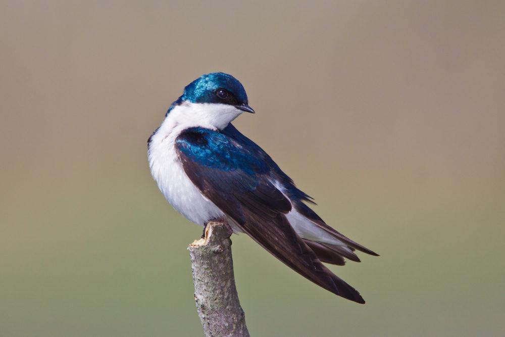 Tree_Swallow