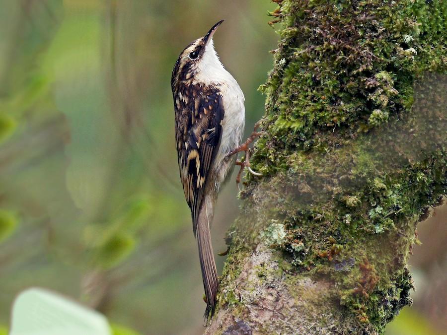 Treecreeper