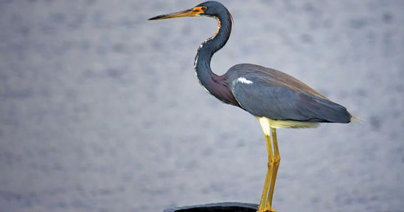 Tricolored_Heron