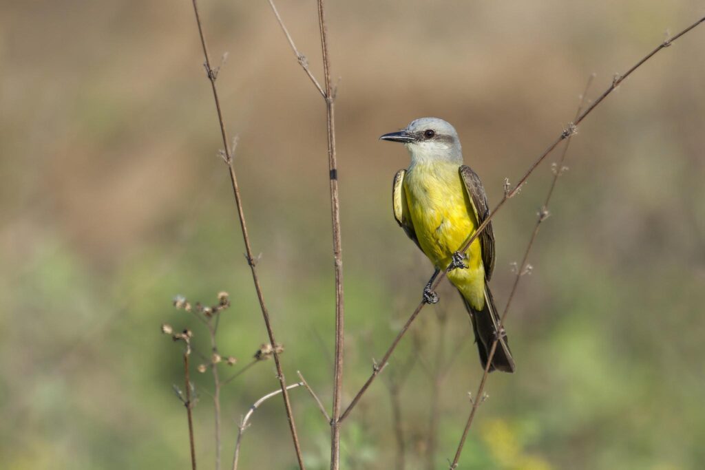 Tropical_Kingbird