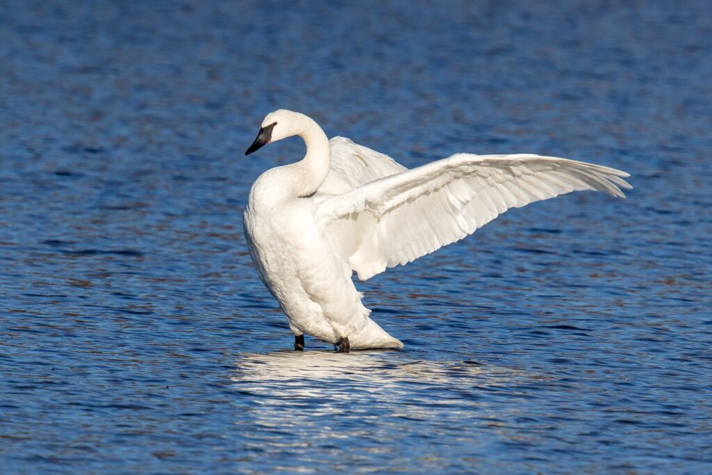 Trumpeter_Swan