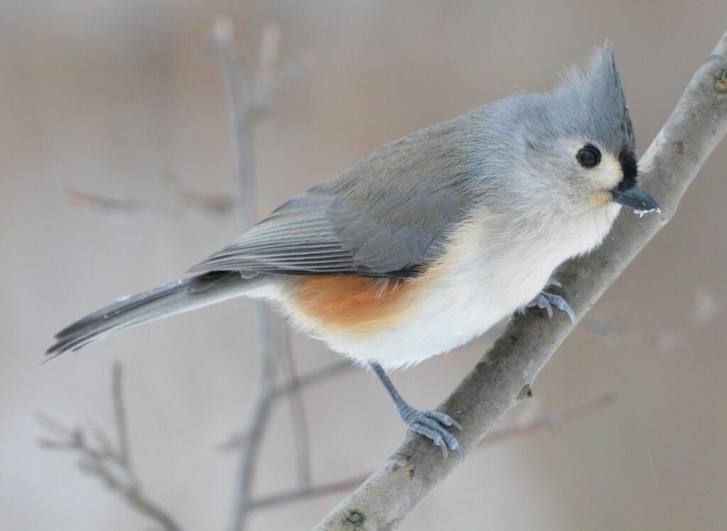 Tufted_Titmouse