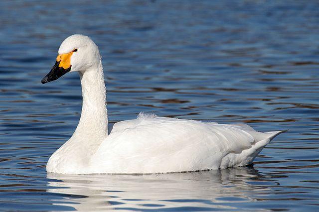 Tundra_Swan