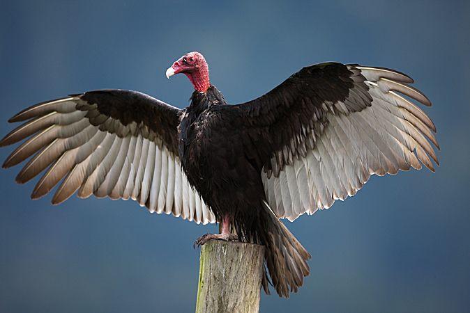 Turkey_Vulture