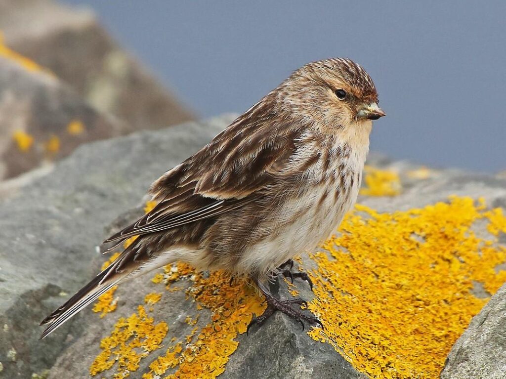 Twite