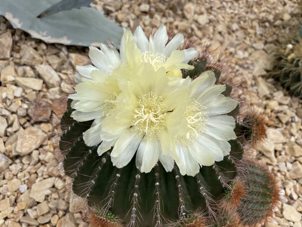 Uebelmannia (Cactus family)