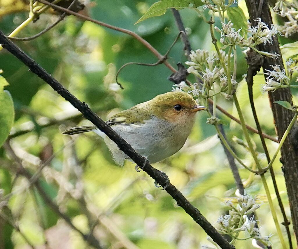 Uganda_Woodland_Warbler