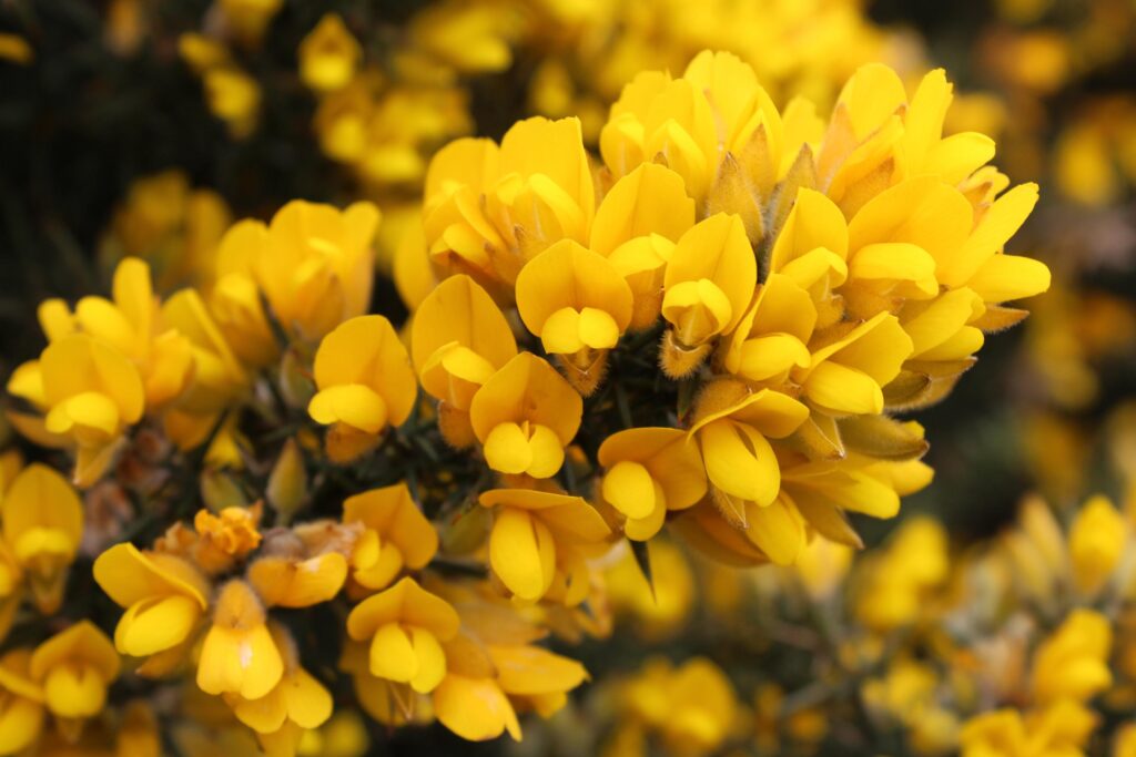 Ulex_Gorse