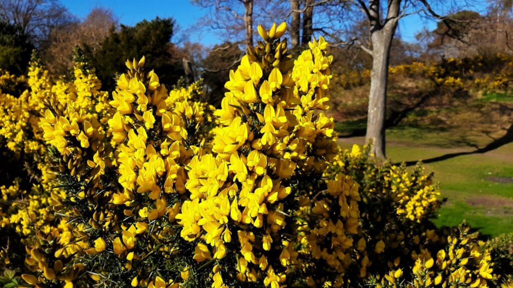 Ulex_europaeus_European_Gorse