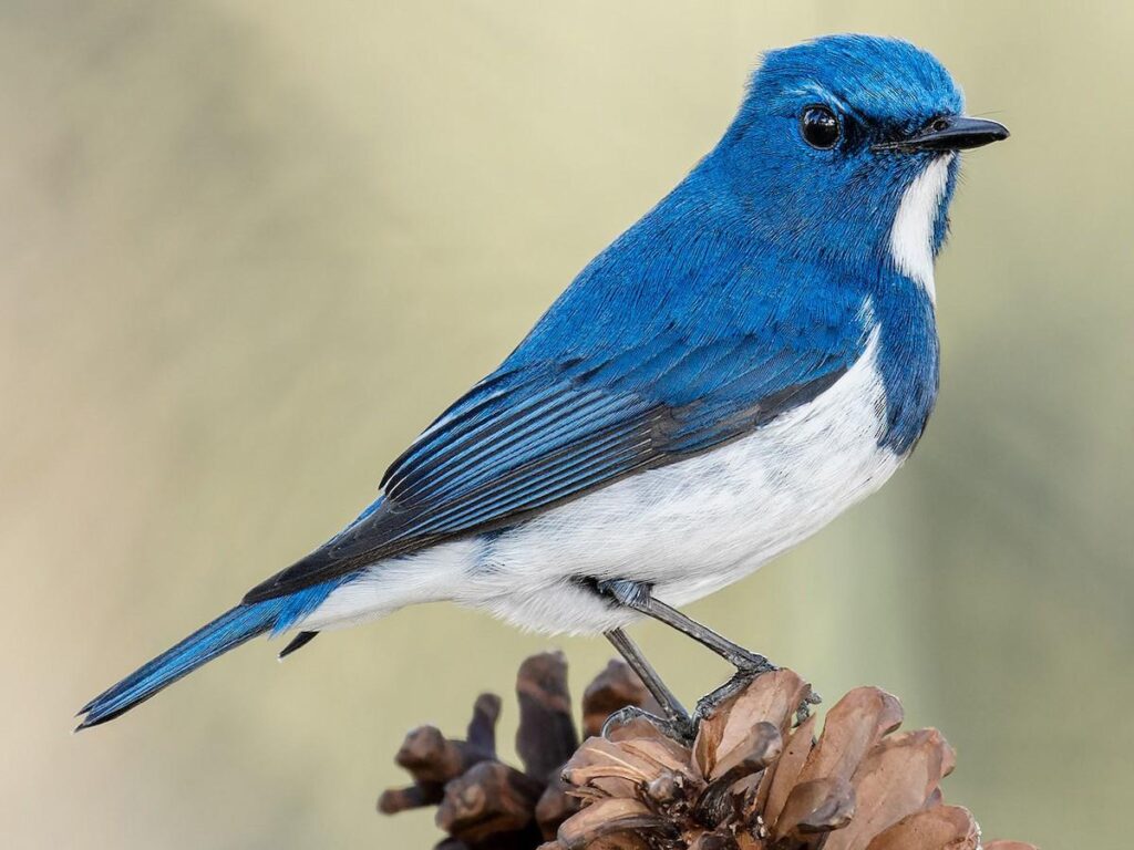 Ultramarine_Flycatcher