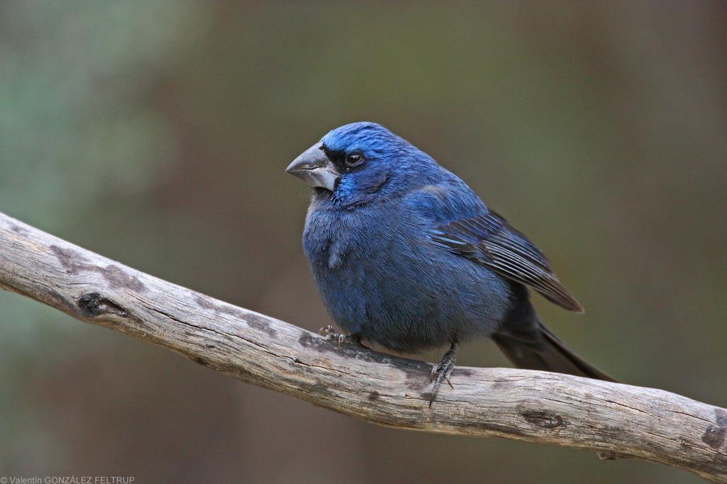 Ultramarine_Grosbeak