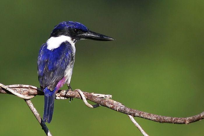 Ultramarine_Kingfisher