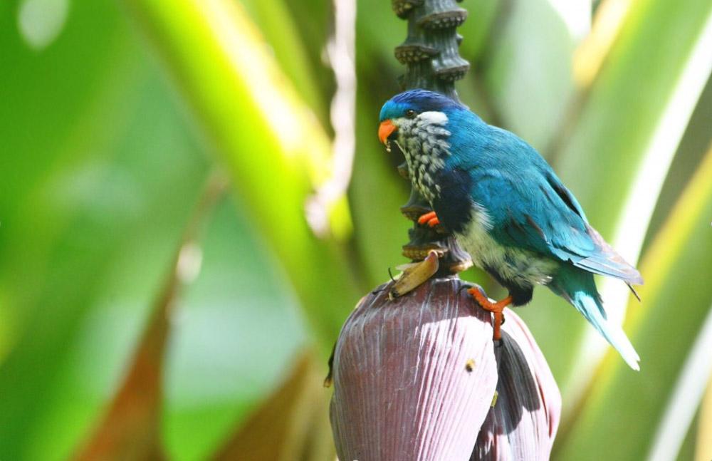 Ultramarine_Lorikeet