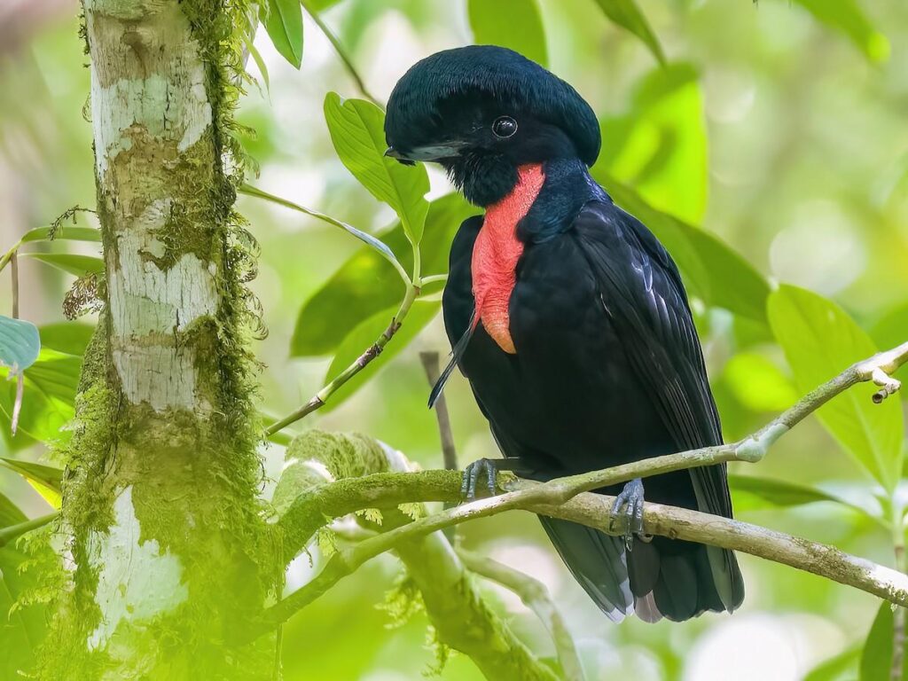 Umbrella_Bird