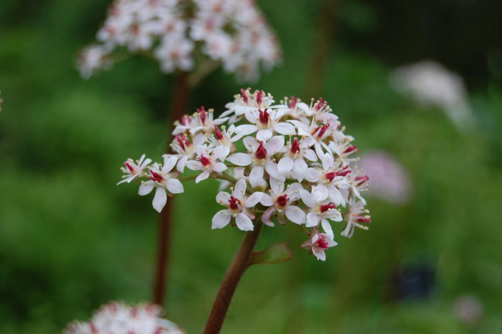 Umbrella_Plant_Darmera_peltata