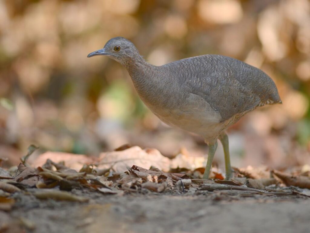 Undulated_Tinamou