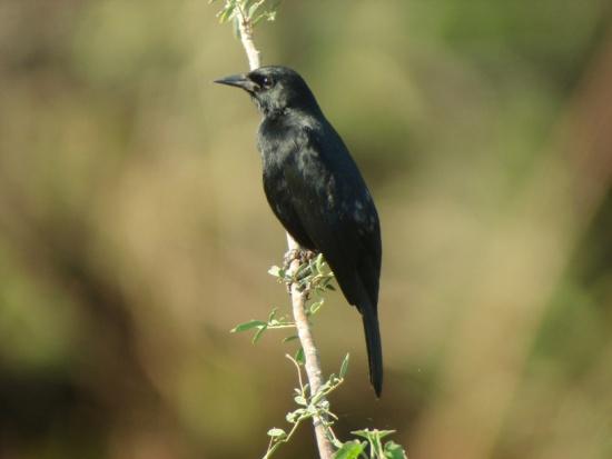 Unicolored_Blackbird