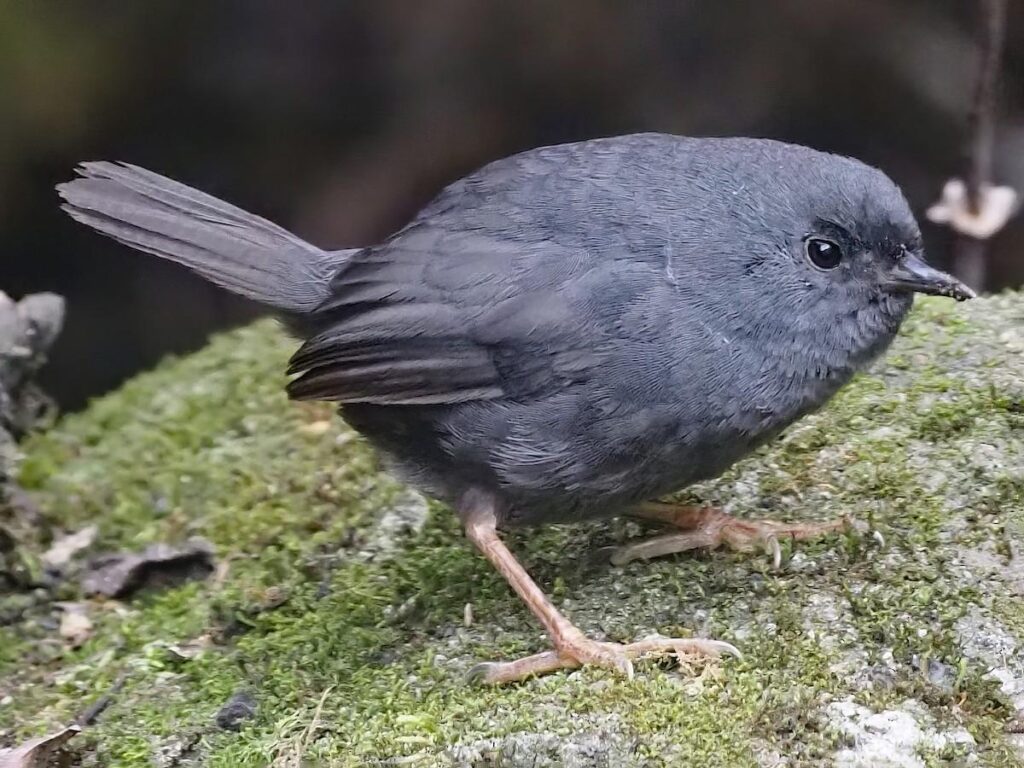 Unicolored_Tapaculo