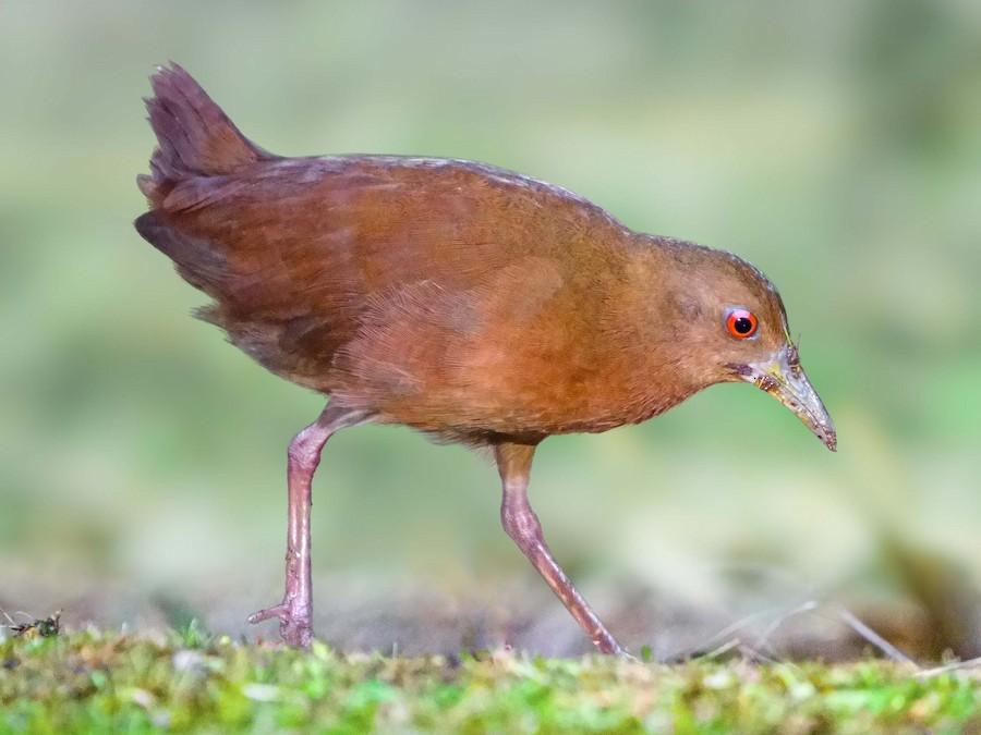 Uniform_Crake