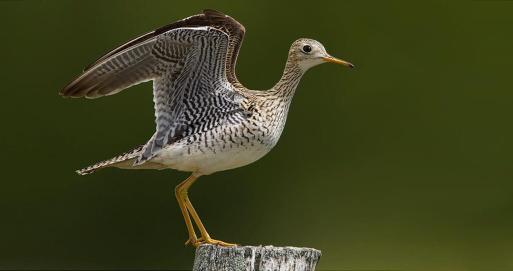 Upland_Sandpiper