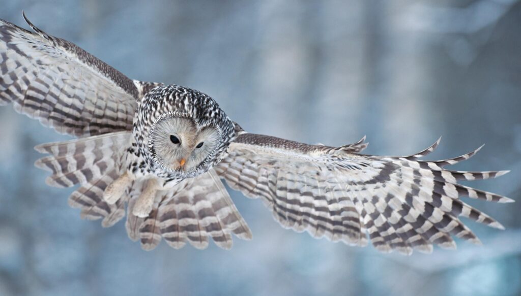 Ural_Owl