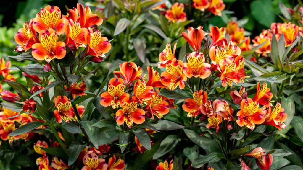 Urceolina (Peruvian Lily)