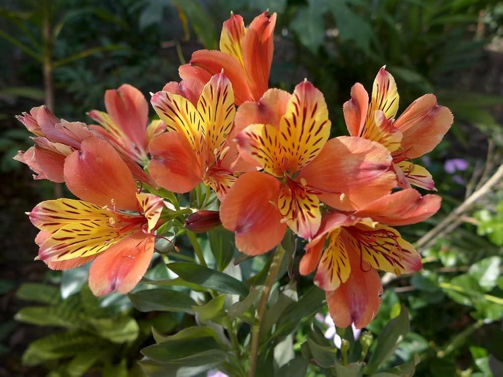 Urceolina_pendula_Drooping_Peruvian_Lily