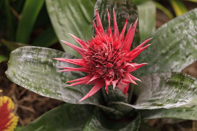 Urn_Plant_Aechmea_fasciata