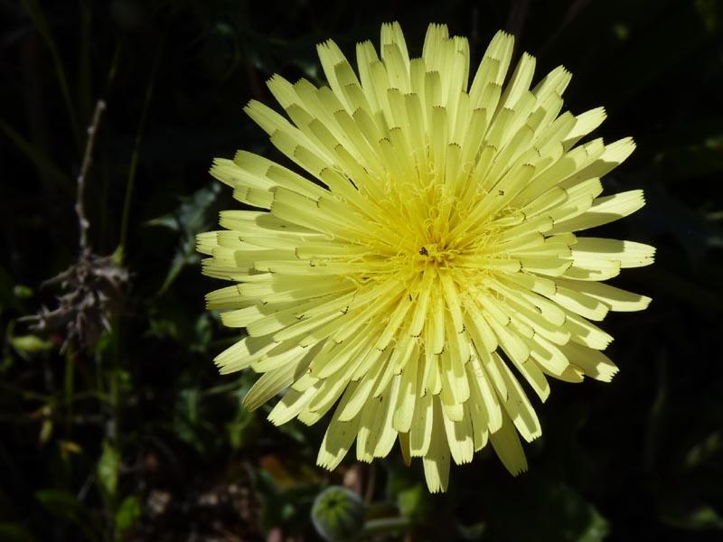 Urospermum_Urospermum_dalechampii