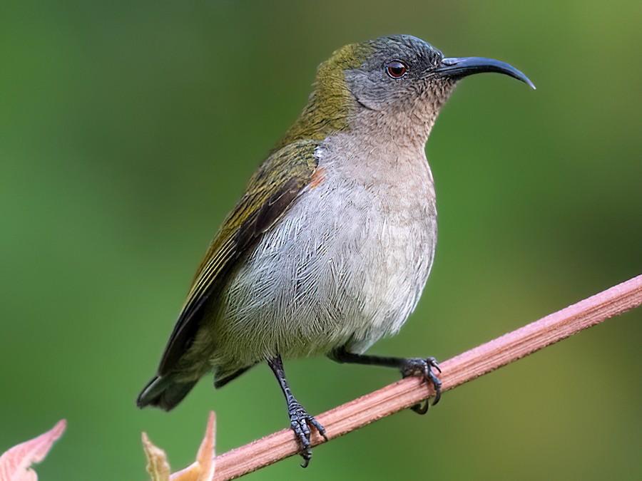 Ursulas_Sunbird