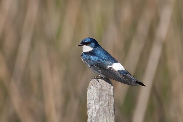 Uruguayan_Swallow