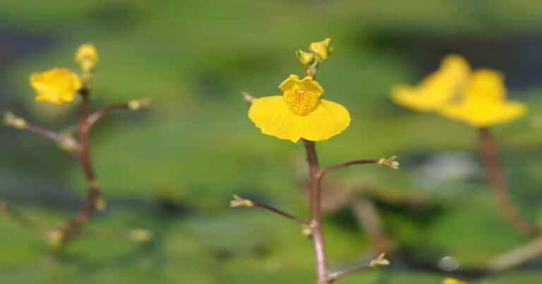 Utricularia_Bladderwort