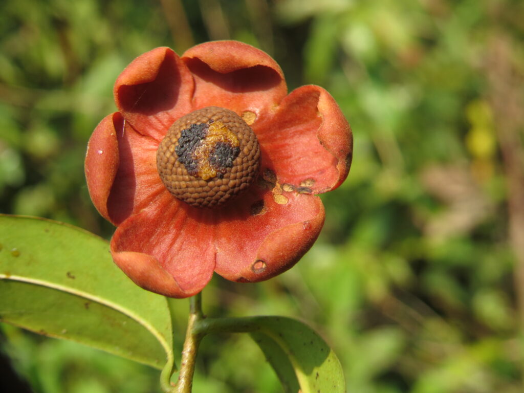 Uvaria (Climbing Shrub)