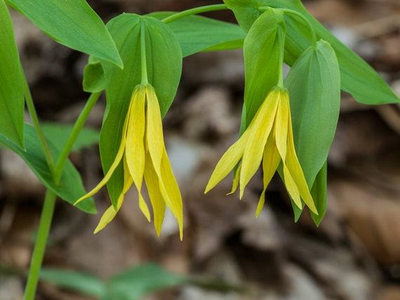 Uvularia_Bellwort