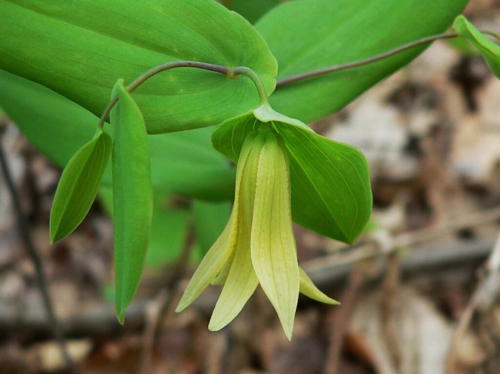 Uvularia_perfoliata_Perfoliate_Bellwort