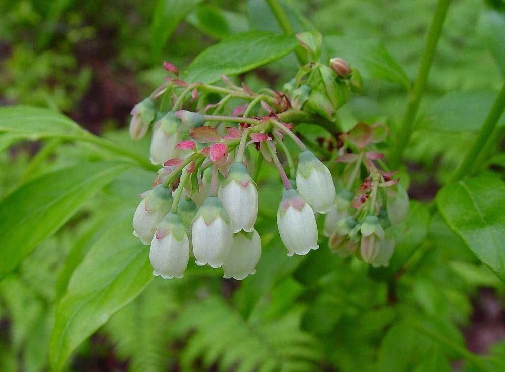 Vaccinium_Blueberry_Blossom