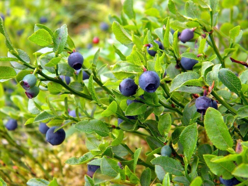 Vaccinium_Myrtillus_Bilberry