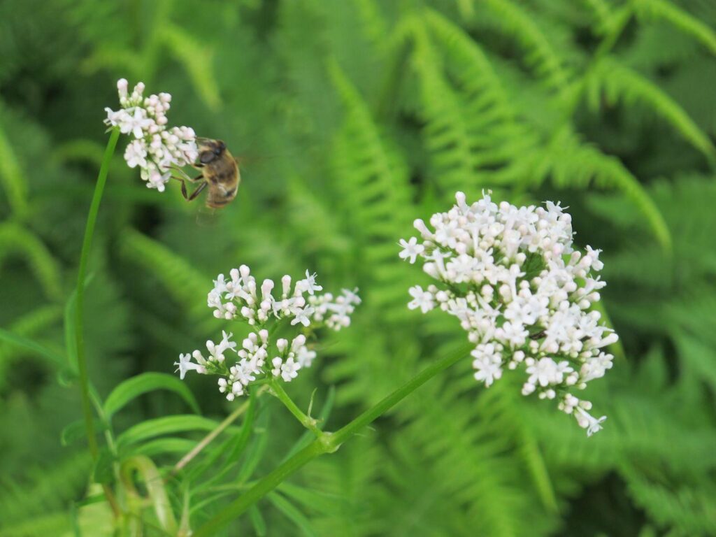 Valeriana_officinalis_Garden_Heliotrope