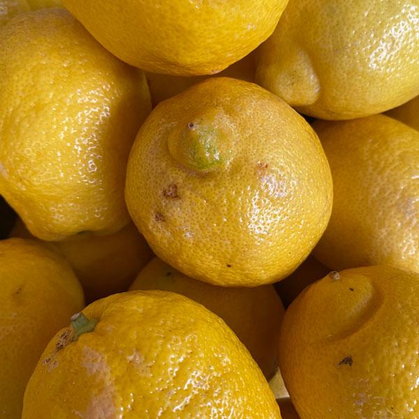 Valley_Lemon