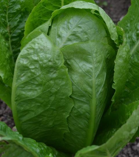 Valmaine_Lettuce